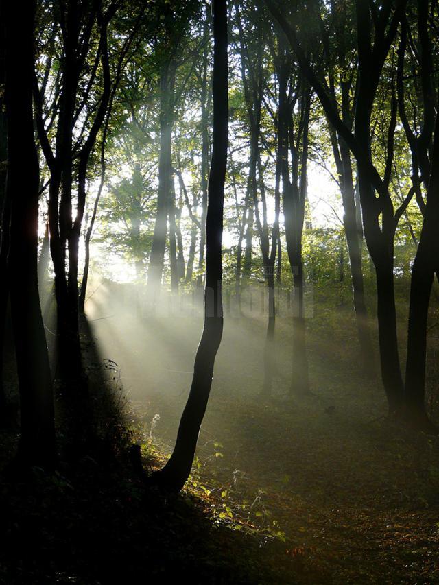 Fondul forestier național are în prezent o suprafață de peste 7 milioane de hectare