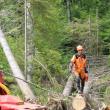 Măsuri pentru dezvoltarea sectorului forestier și a industriei de prelucrare a lemnului, prin PNNR, înaintate de către Asociația Forestierilor din România