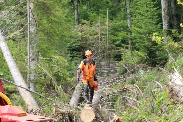 Măsuri pentru dezvoltarea sectorului forestier și a industriei de prelucrare a lemnului, prin PNNR, înaintate de către Asociația Forestierilor din România