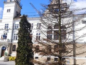 Trei dintre brazii ornamentali care înfrumusețau zona din fața Palatului Administrativ Suceava s-au uscat complet și urmează să fie tăiați