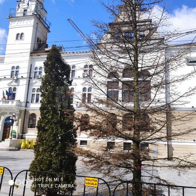 Trei dintre brazii ornamentali care înfrumusețau zona din fața Palatului Administrativ Suceava s-au uscat complet și urmează să fie tăiați