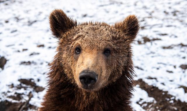 Baloo, tigrii de la circ, Pic și Poc, Simba și leoaicele sale, vedetele Parcului Zoologic Rădăuți