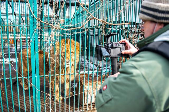 Baloo, tigrii de la circ, Pic și Poc, Simba și leoaicele sale, vedetele Parcului Zoologic Rădăuți