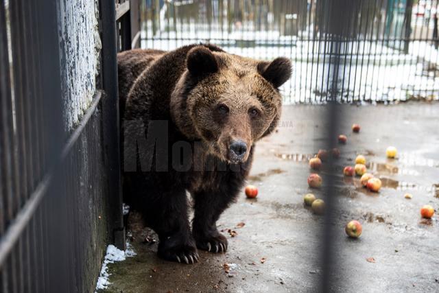 Baloo, tigrii de la circ, Pic și Poc, Simba și leoaicele sale, vedetele Parcului Zoologic Rădăuți