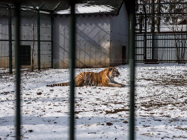 Baloo, tigrii de la circ, Pic și Poc, Simba și leoaicele sale, vedetele Parcului Zoologic Rădăuți