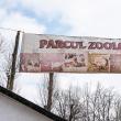 Baloo, tigrii de la circ, Pic și Poc, Simba și leoaicele sale, vedetele Parcului Zoologic Rădăuți