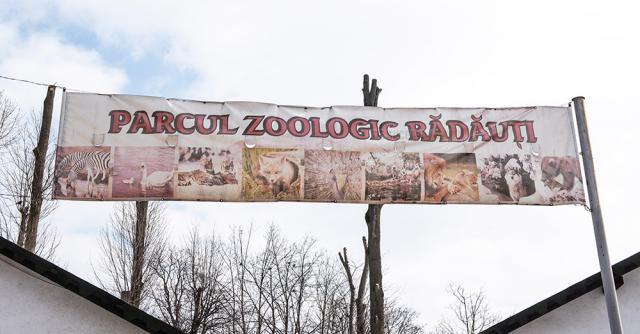 Baloo, tigrii de la circ, Pic și Poc, Simba și leoaicele sale, vedetele Parcului Zoologic Rădăuți