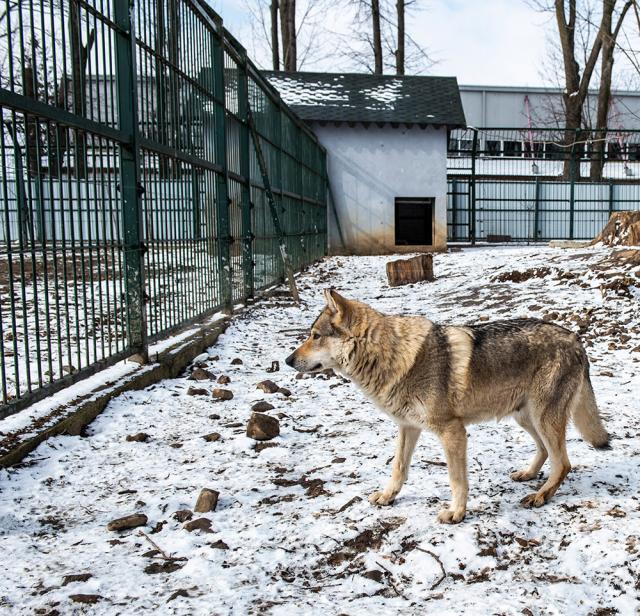 Baloo, tigrii de la circ, Pic și Poc, Simba și leoaicele sale, vedetele Parcului Zoologic Rădăuți