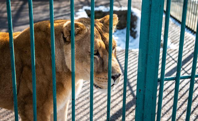 Baloo, tigrii de la circ, Pic și Poc, Simba și leoaicele sale, vedetele Parcului Zoologic Rădăuți