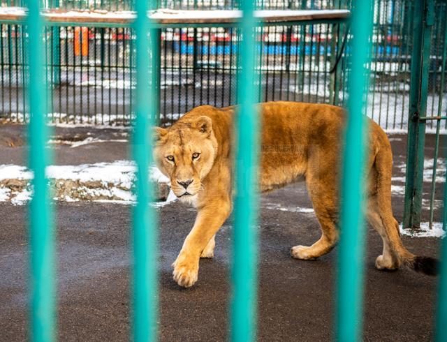 Baloo, tigrii de la circ, Pic și Poc, Simba și leoaicele sale, vedetele Parcului Zoologic Rădăuți