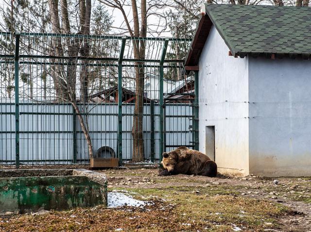 Baloo, tigrii de la circ, Pic și Poc, Simba și leoaicele sale, vedetele Parcului Zoologic Rădăuți