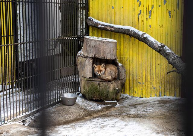 Baloo, tigrii de la circ, Pic și Poc, Simba și leoaicele sale, vedetele Parcului Zoologic Rădăuți