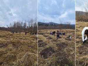 Acțiune de împădurire la care au participat și voluntari ai Asociației Tinerilor Ortodocși Suceveni