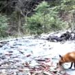Momentul în care o vulpe își marchează teritoriul, surprins în imagini video la Brodina