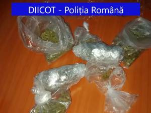 Canabis ridicat la percheziţii