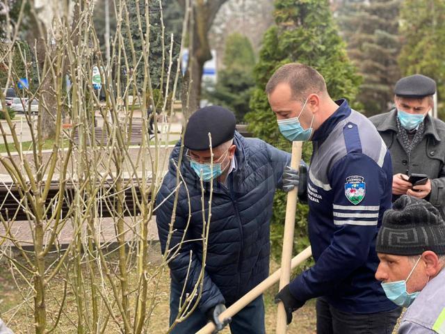 Primarul Ion Lungu şi viceprimarul Lucian Harsovschi la plantarea de arbori ornamentali