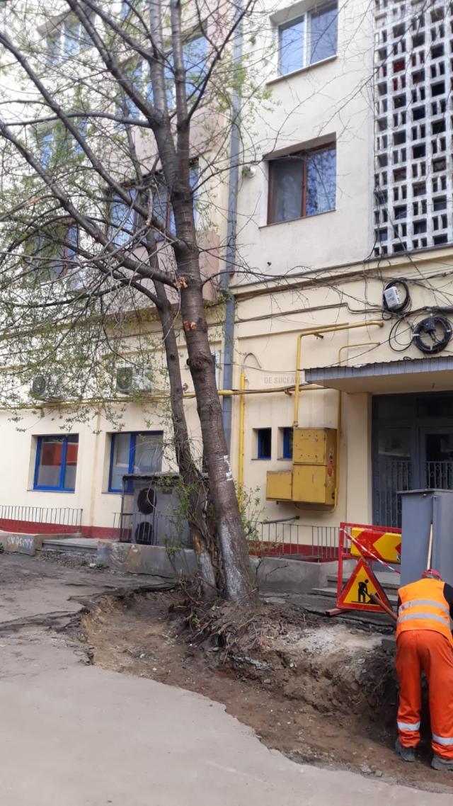 Arborii de la Direcția de Drumuri a Consiliului Județean Suceava au fost tăiați cu acte în regulă