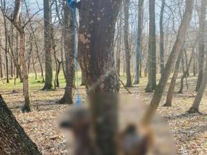 Câinii au fost găsiți spânzurați într-o pădure de lângă satul Mihăiești