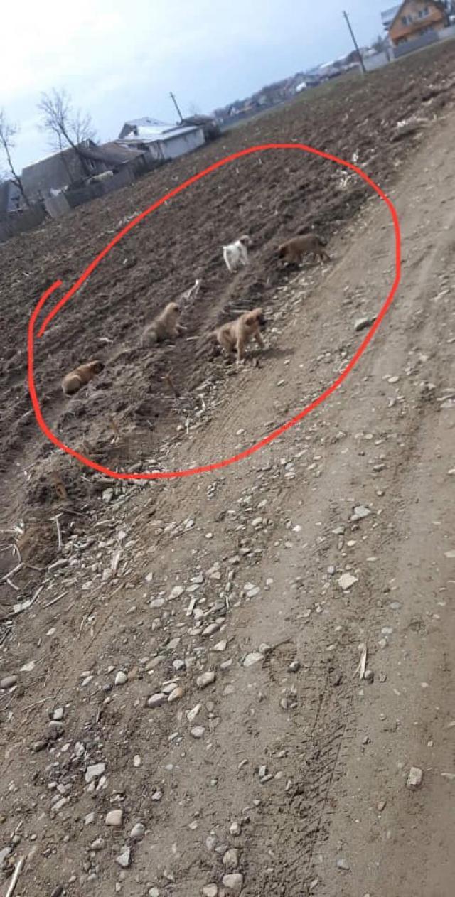 Cinci câini abandonați dintr-o mașină, pe un câmp din Dumbrăveni