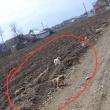 Cinci câini abandonați dintr-o mașină, pe un câmp din Dumbrăveni