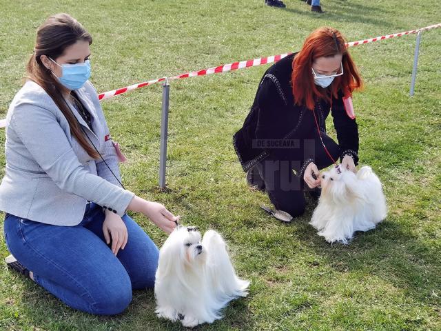 Prima competiție chinologică din Moldova organizată în timp de pandemie s-a desfășurat la Shopping City Suceava, partener tradițional al evenimentului