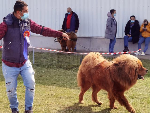 Suceava a găzduit prima competiție chinologică din Moldova, în timp de pandemie