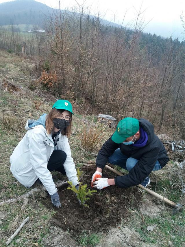 Zeci de elevi și profesori de la Colegiul „Alexandru cel Bun” Gura Humorului au participat recent la o acțiune de împădurire