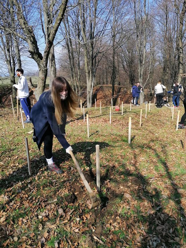 Elevii și profesorii de la CN ”Mihai Eminescu” au plantat 36 de puieți de fag pe raza Ocolului Silvic Pătrăuți