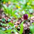 Laleaua pestriță sau „Floarea de șah”, minunea din Pădurea Zamostea-Luncă  Foto: Vasile Varvaroi, Ștefan Macedon Gheorghiță