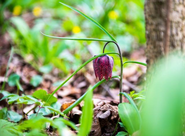 Laleaua pestriță sau „Floarea de șah”, minunea din Pădurea Zamostea-Luncă  Foto: Vasile Varvaroi, Ștefan Macedon Gheorghiță