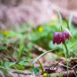 Laleaua pestriță sau „Floarea de șah”, minunea din Pădurea Zamostea-Luncă - foto Ștefan Macedon Gheorghiță