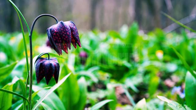 Laleaua pestriță sau „Floarea de șah”, minunea din Pădurea Zamostea-Luncă - foto Vasile Varvaroi