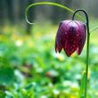 Laleaua pestriță sau „Floarea de șah”, minunea din Pădurea Zamostea-Luncă - foto Vasile Varvaroi