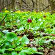 Laleaua pestriță sau „Floarea de șah”, minunea din Pădurea Zamostea-Luncă - foto Vasile Varvaroi