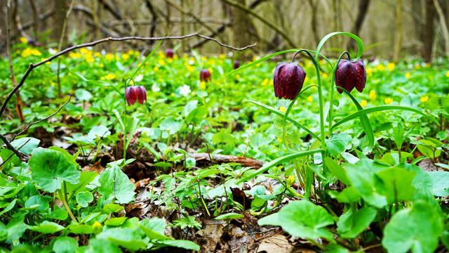 Laleaua pestriță sau „Floarea de șah”, minunea din Pădurea Zamostea-Luncă - foto Vasile Varvaroi