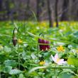 Laleaua pestriță sau „Floarea de șah”, minunea din Pădurea Zamostea-Luncă - foto Vasile Varvaroi