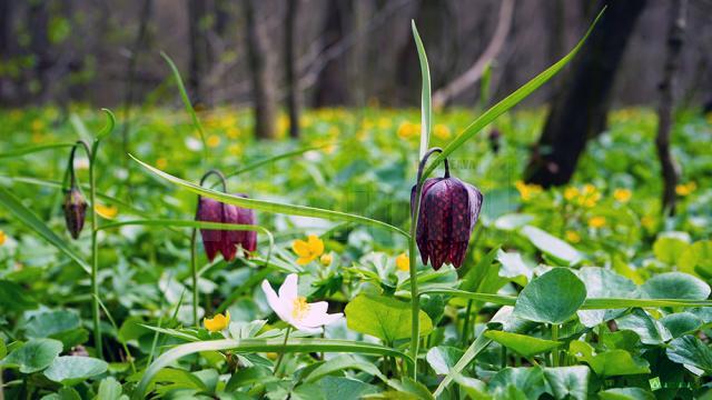 Laleaua pestriță sau „Floarea de șah”, minunea din Pădurea Zamostea-Luncă - foto Vasile Varvaroi