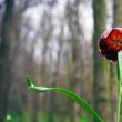 Laleaua pestriță sau „Floarea de șah”, minunea din Pădurea Zamostea-Luncă - foto Vasile Varvaroi