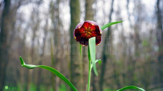 Laleaua pestriță sau „Floarea de șah”, minunea din Pădurea Zamostea-Luncă - foto Vasile Varvaroi