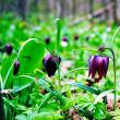 Laleaua pestriță sau „Floarea de șah”, minunea din Pădurea Zamostea-Luncă - foto Vasile Varvaroi