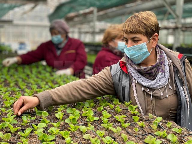 La vechile sere de la Domeniul public s-au produs  anul acesta 156.300 fire de flori, printre care mușcate, crăițe, petunii, cana indica, gura leului, gazania, celosia, dalia, salvia 1