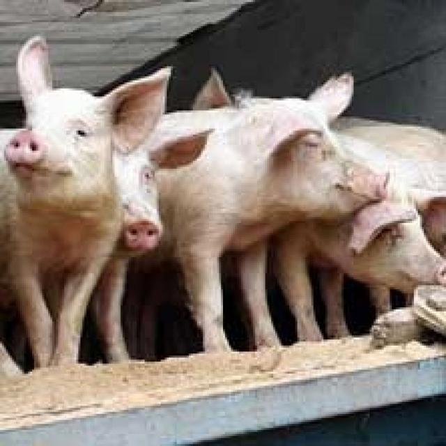 Cinci transporturi de porci spre piețe, oprite în trafic