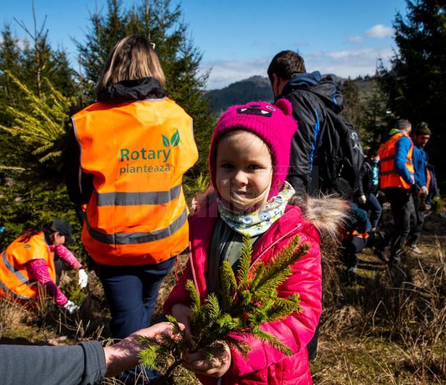 2.700 de puieți de molid și brad, plantați cu voluntari și personal silvic la OS Stulpicani