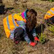 2.700 de puieți de molid și brad, plantați cu voluntari și personal silvic la OS Stulpicani
