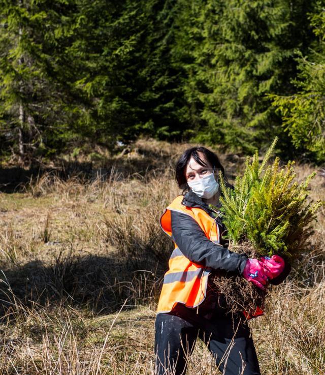 2.700 de puieți de molid și brad, plantați cu voluntari și personal silvic la OS Stulpicani