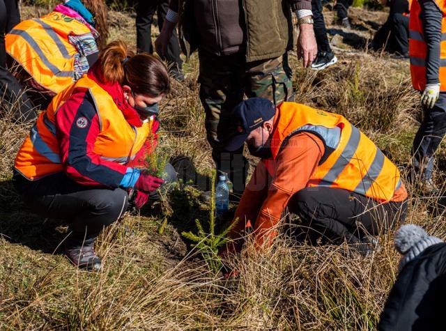 2.700 de puieți de molid și brad, plantați cu voluntari și personal silvic la OS Stulpicani