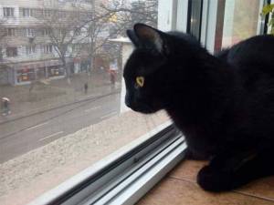 pisica pe geam