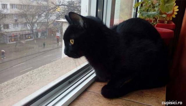 S-a întins după pisică și a căzut pe geam Foto: cupisici.ro