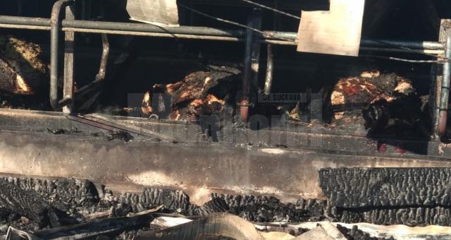 Peste 30 de vaci au ars de vii la o fermă din Bosanci. Primarul este asociat în afacere