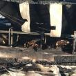 Peste 30 de vaci au ars de vii la o fermă a primarului din Bosanci